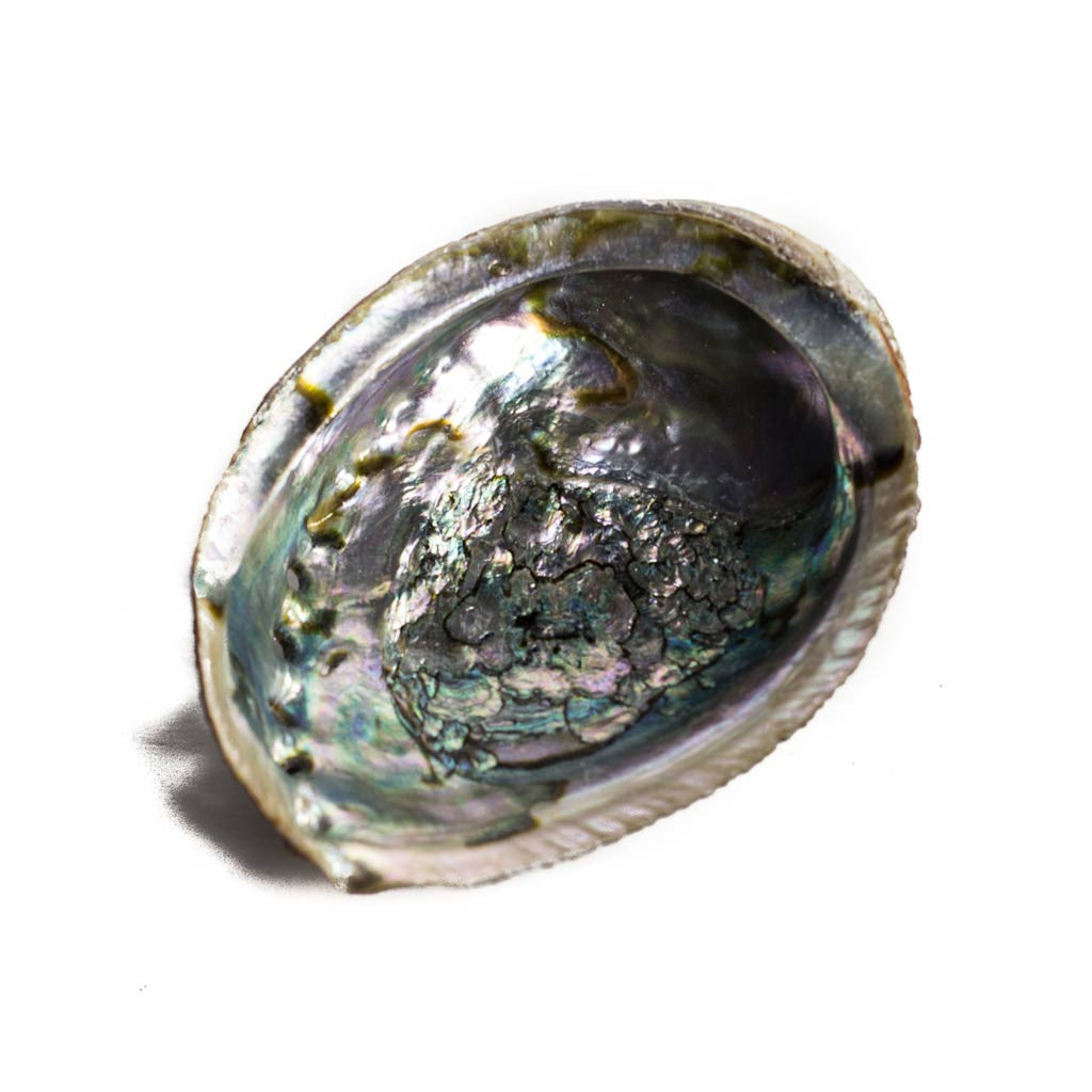 Abalone Shell - Beaded Dreams
 - 1