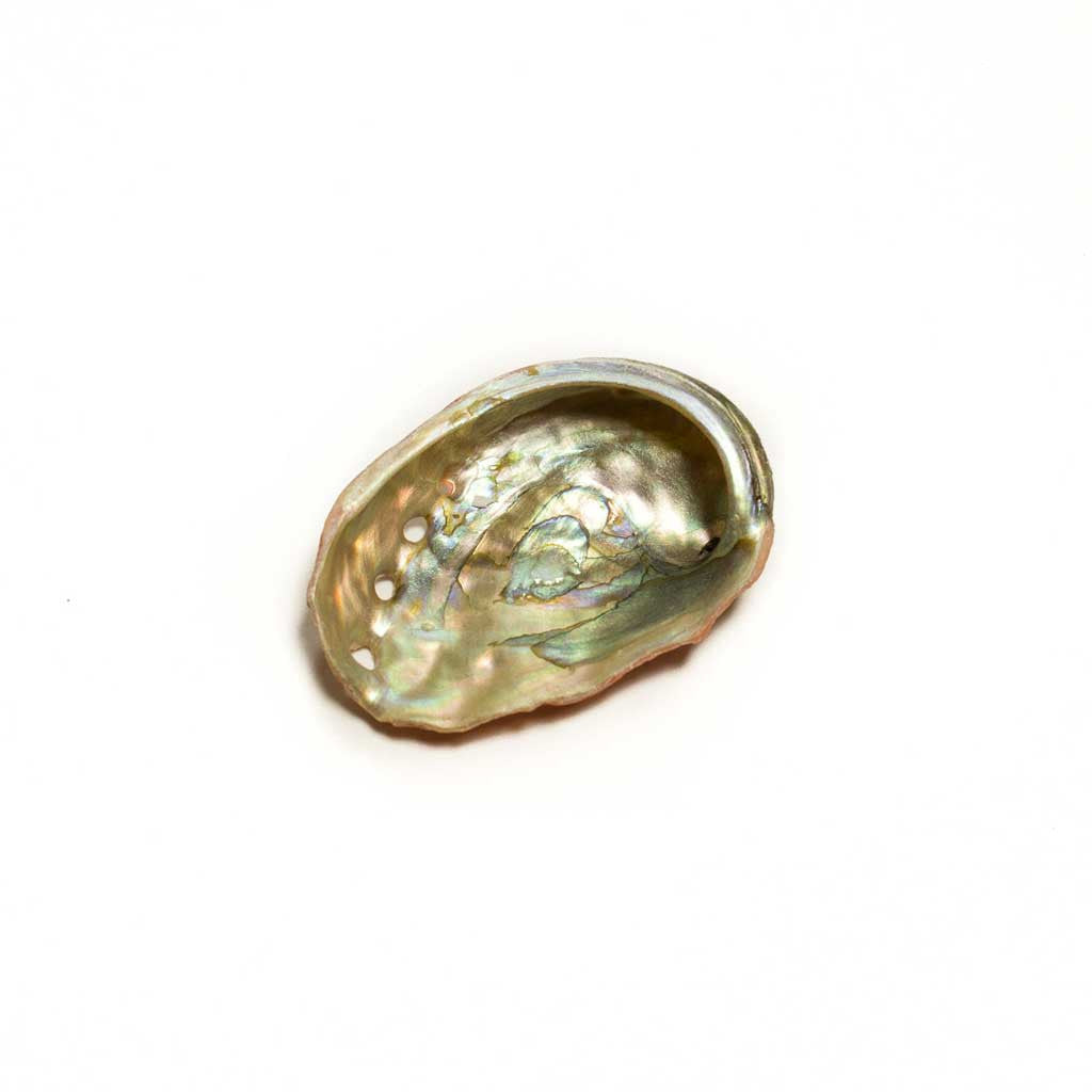 Baby Red Abalone Shell - Beaded Dreams
