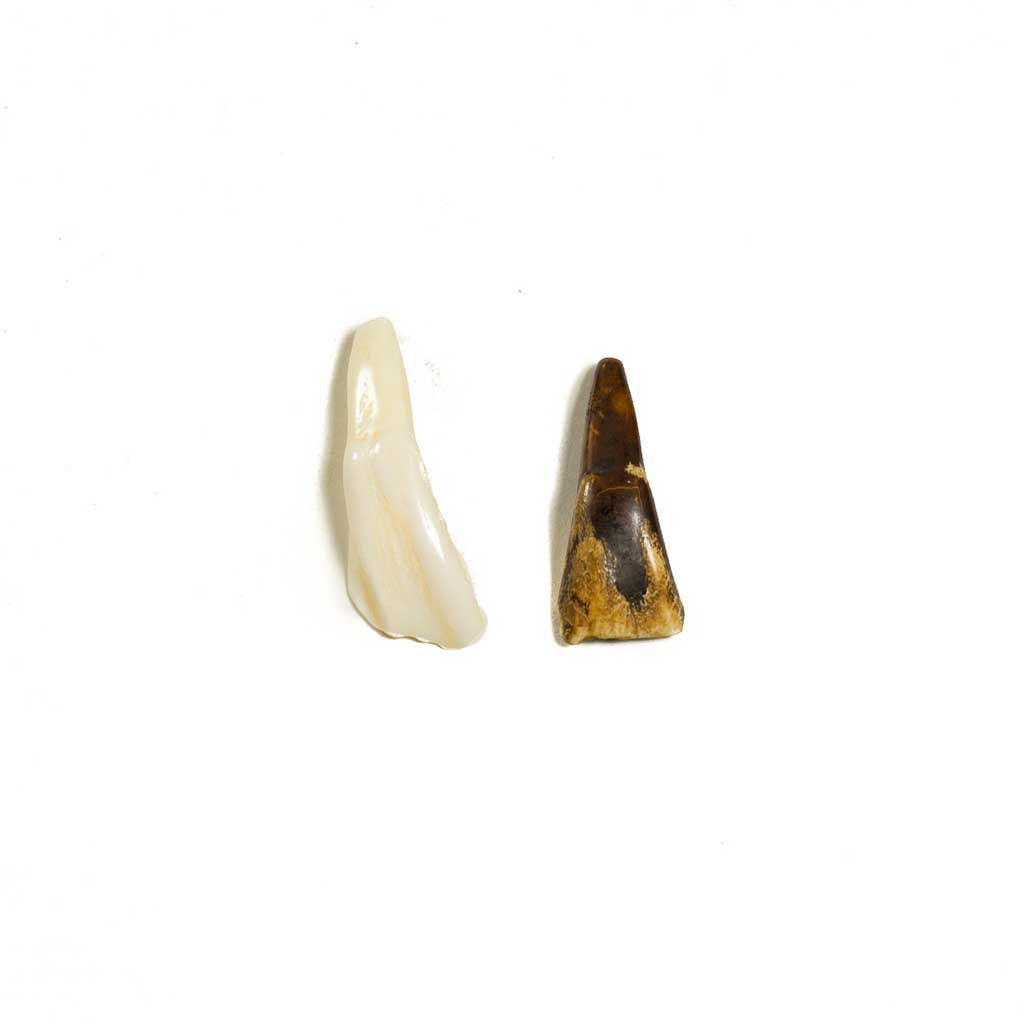 Antiqued Buffalo Tooth - Beaded Dreams
 - 3