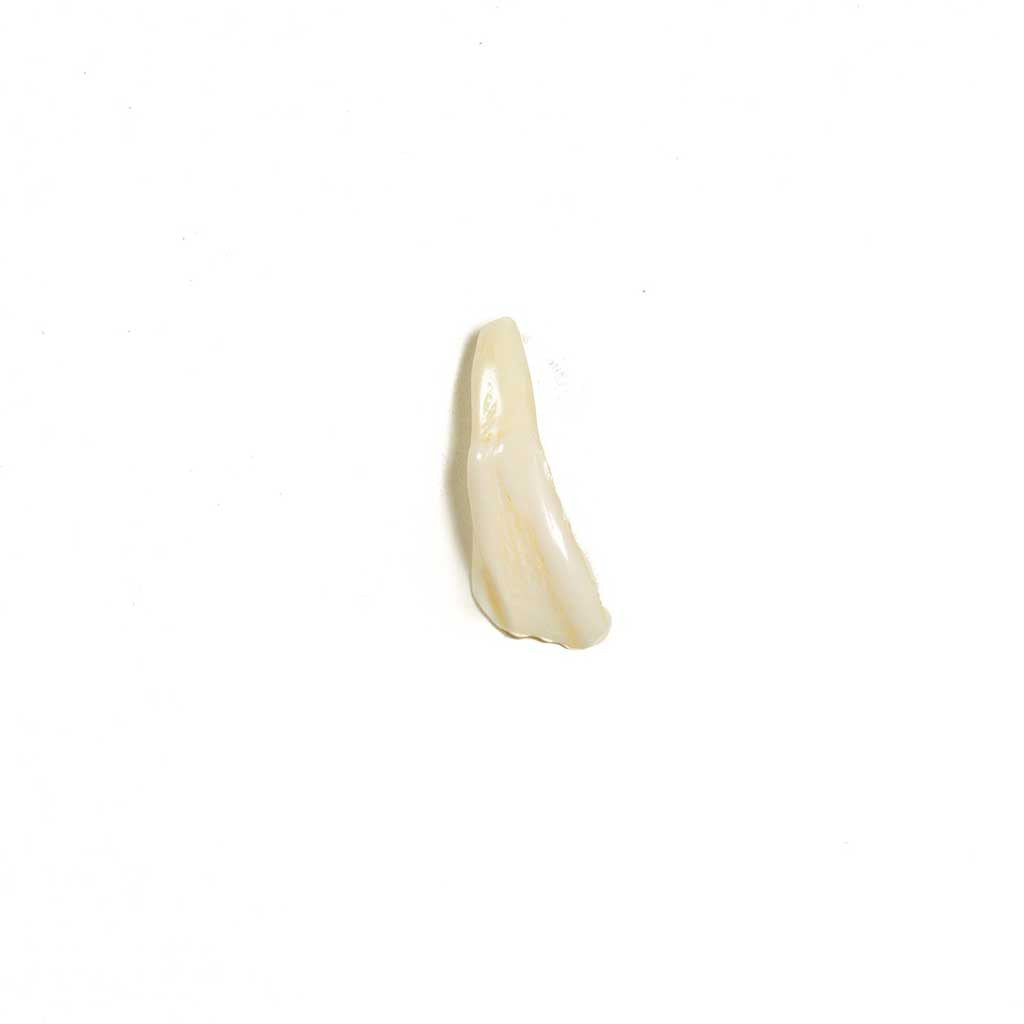 Antiqued Buffalo Tooth - Beaded Dreams
 - 4
