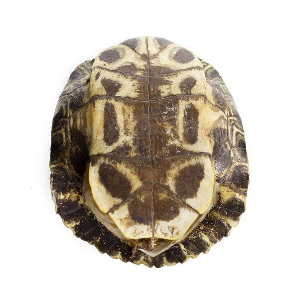 Turtle Shell - Beaded Dreams