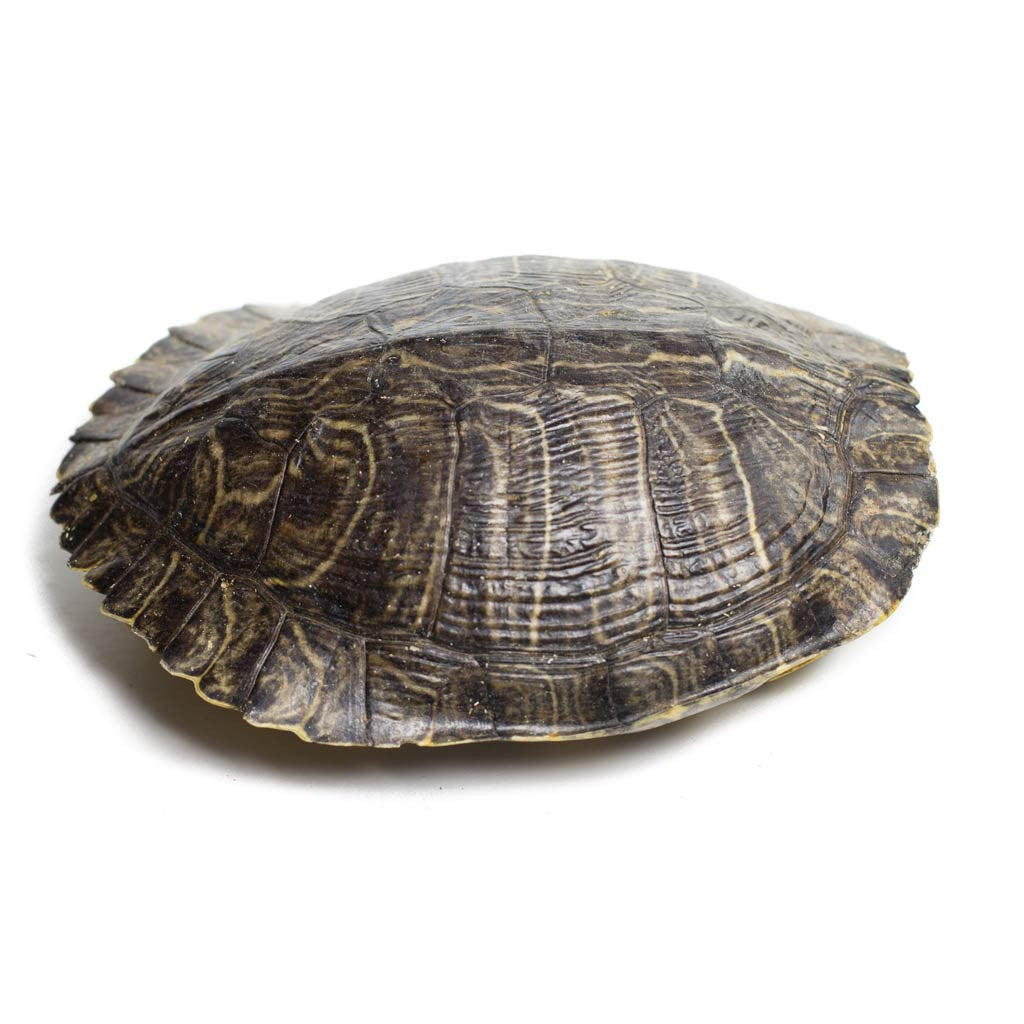 Turtle Shell - Beaded Dreams