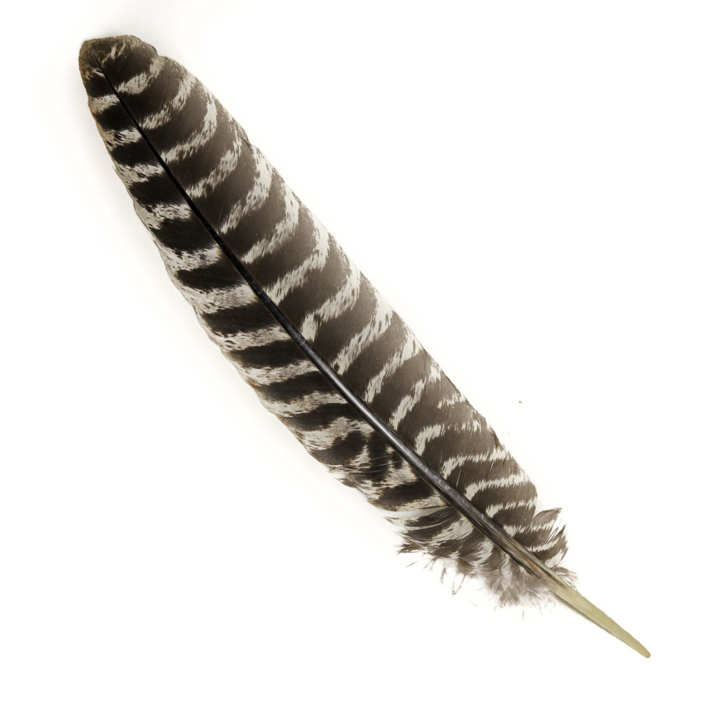 Wild Turkey Feather